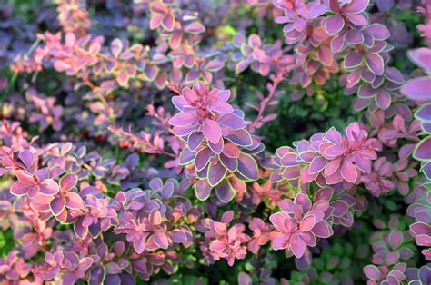 berbery|berberis varieties.